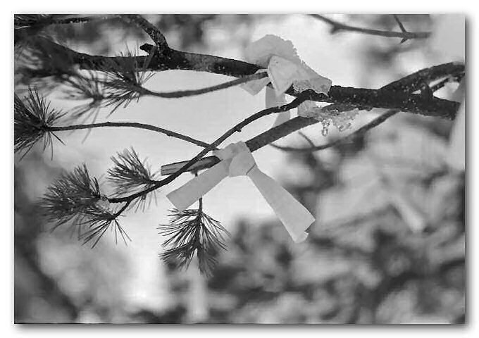 030126_13_PETRI_FTE_100ACROS.JPG